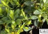 栀子花叶子发黄怎么办？原因及解决方法全解析