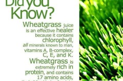 grassshopper的意思