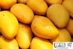 芒果怎么存放久一点?延长芒果保鲜期的实用技巧