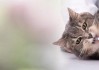 猫吃了老鼠药怎么解救？紧急处理与预防措施全指南