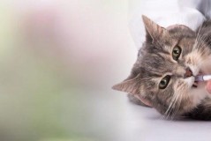 猫吃了老鼠药怎么解救？紧急处理与预防措施全指南