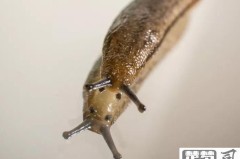 鼻涕虫怎么彻底消灭?家庭常用方法与化学药剂推荐