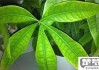 发财树叶子发黄怎么办？原因及解决方法全解析