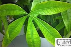 发财树叶子发黄怎么办？原因及解决方法全解析