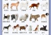 怎么让狗知道自己名字？训练狗狗记住名字的有效方法