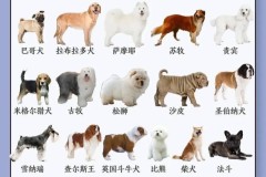 怎么让狗知道自己名字？训练狗狗记住名字的有效方法