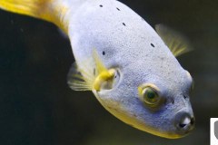鱼眼睛有白膜怎么治？原因与家庭常用治疗方法全解析