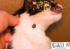 猫身上有蜱虫怎么办？安全去除与预防方法全解析
