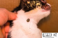 猫身上有蜱虫怎么办?安全去除与预防方法全解析