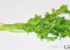 香菜吃多了会怎么样？过量食用香菜的副作用与健康影响