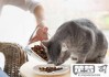 猫咪不吃猫粮怎么办？原因分析与解决方案