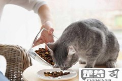 猫咪不吃猫粮怎么办?原因分析与解决方案