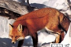 狐狸炼丹是怎么回事？探索中国古代神话与道教文化的神秘传统