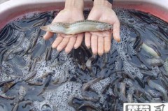人工养泥鳅怎么养殖？掌握这些关键技术要点