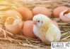 鸡蛋怎么孵化成小鸡？掌握这些关键步骤让你的孵化成功率高达95%