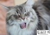 猫打喷嚏是怎么回事？常见原因及应对措施