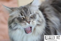 猫打喷嚏是怎么回事？常见原因及应对措施