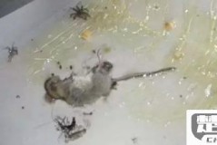老鼠贴的胶怎么洗掉？快速有效的清洁方法大全