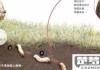 冬虫夏草是怎么形成的及其生长环境和条件是什么？