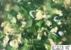 小白菜汤怎么做好吃？家常做法与鲜美秘诀全解析