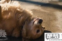 狗吐白沫是怎么回事？可能的原因及应对措施