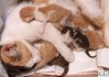 怎么判断母猫生完了？观察这些关键信号确保母猫安全