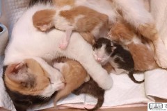 怎么判断母猫生完了?观察这些关键信号确保母猫安全