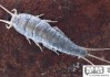 衣鱼虫怎么彻底消除？家庭防治衣鱼虫的有效方法