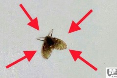 家里有小飞虫怎么消灭？最有效的方法和预防措施全解析