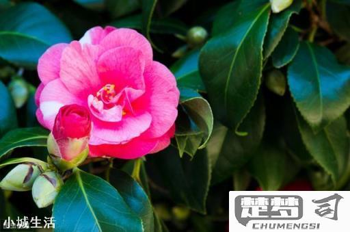 茶花怎么养才长得好？掌握这五大关键点让你的茶花茁壮成长