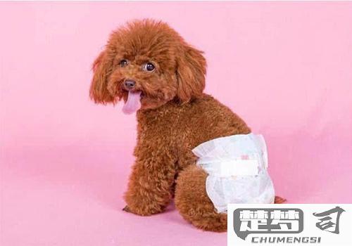 狗狗尿血是怎么回事？可能的原因及紧急处理方法