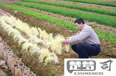 韭黄怎么种植出来的？掌握这些核心技术要点轻松种植