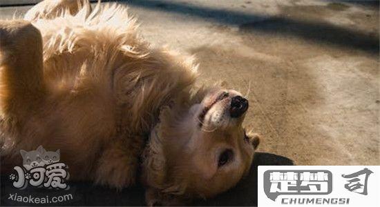 狗吐白沫是怎么回事？可能的原因及应对措施