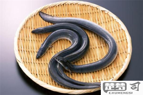 海鳗鱼怎么做才好吃？掌握这些技巧让你的海鳗鱼美味翻倍