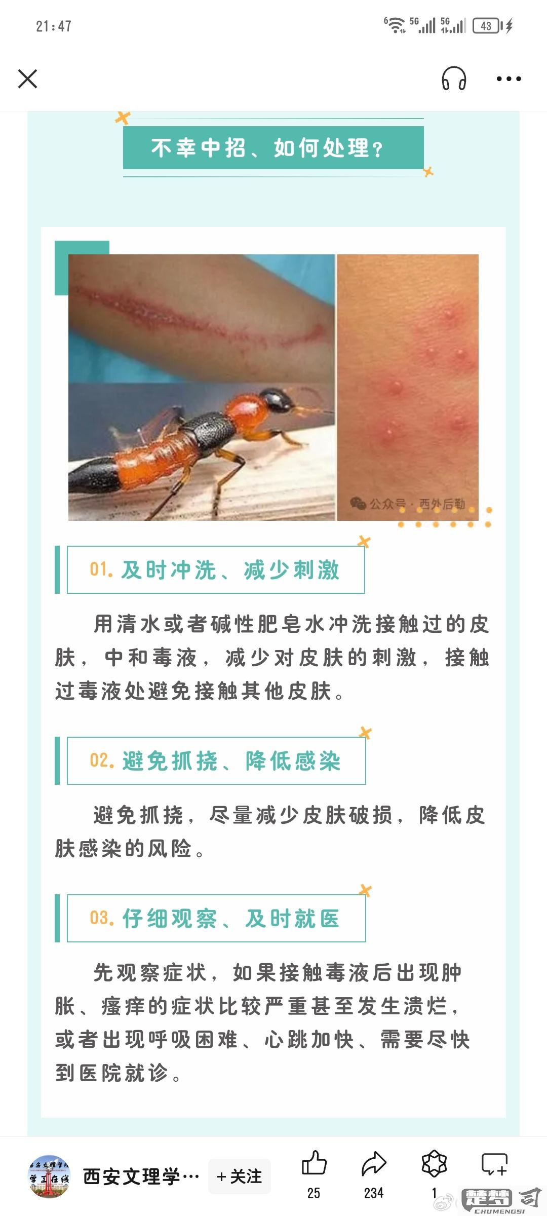 被隐翅虫咬了怎么办？紧急处理与预防措施全指南