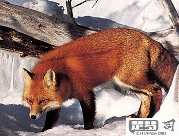 狐狸炼丹是怎么回事？探索中国古代神话与道教文化的神秘传统