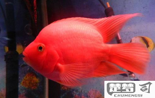 鹦鹉鱼变白怎么回事？原因与解决方法全解析