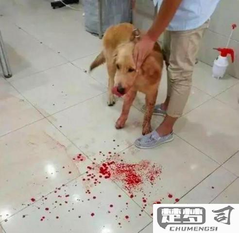 狗狗吐血是怎么回事？紧急处理与可能原因解析