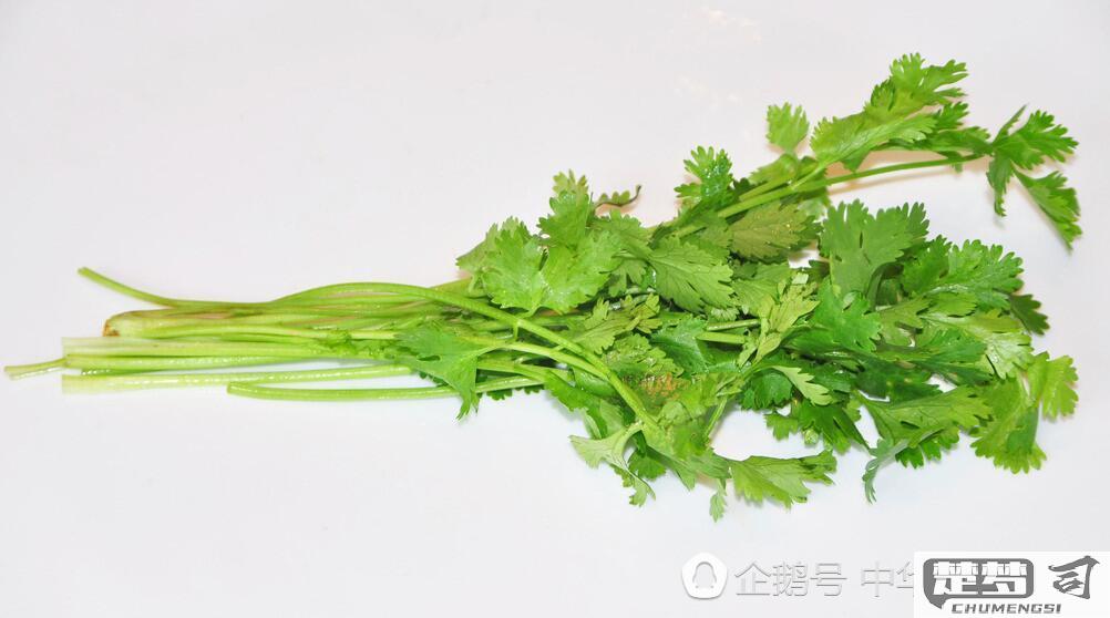 香菜吃多了会怎么样？过量食用香菜的副作用与健康影响