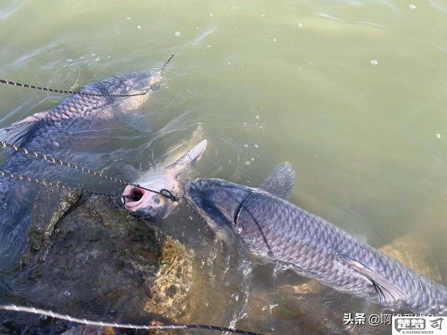 怎么钓青鱼视频大全：从装备选择到实战技巧全解析