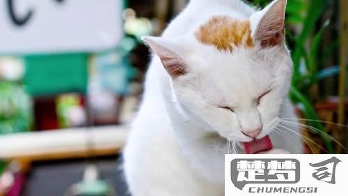 猫发情一直叫怎么办？有效缓解方法与护理指南