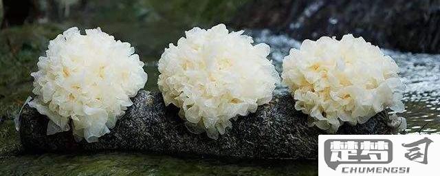 银耳是怎么长出来的？揭秘银耳的生长过程与家庭种植技巧