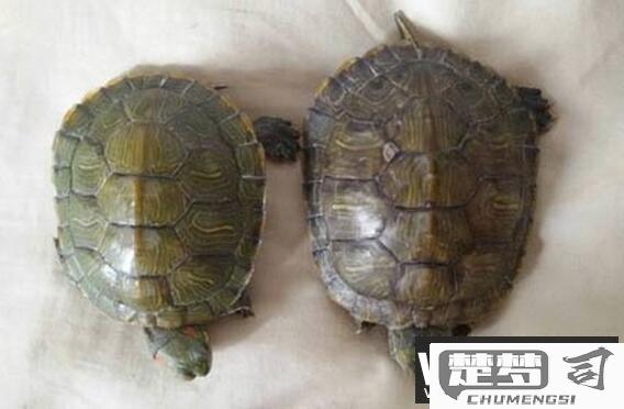 巴西龟怎么分辨公母？详细特征与科学方法解析