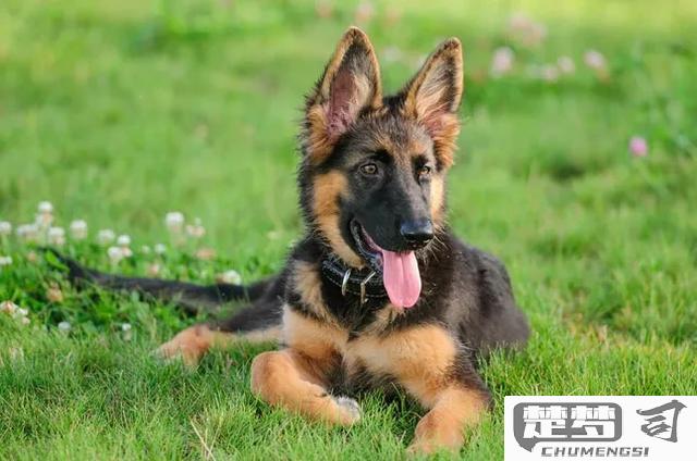 德国牧羊犬怎么训练？高效训练方法与技巧全解析