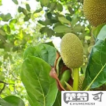 菠萝蜜怎么种植方法？完整步骤与技巧分享