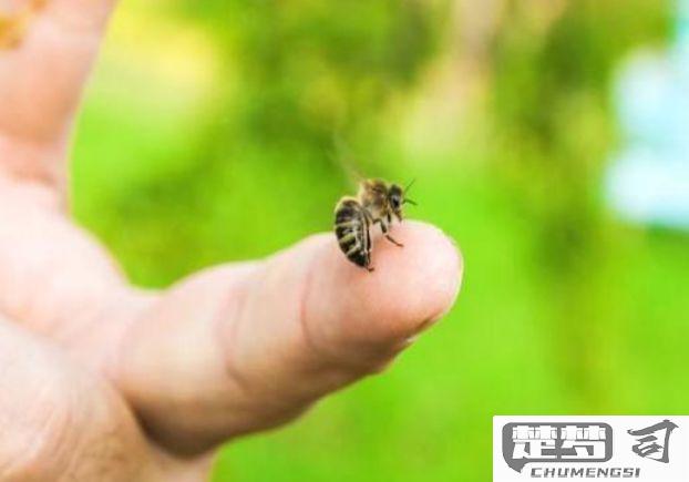 手被蜜蜂蛰了怎么办？快速有效的急救与护理方法