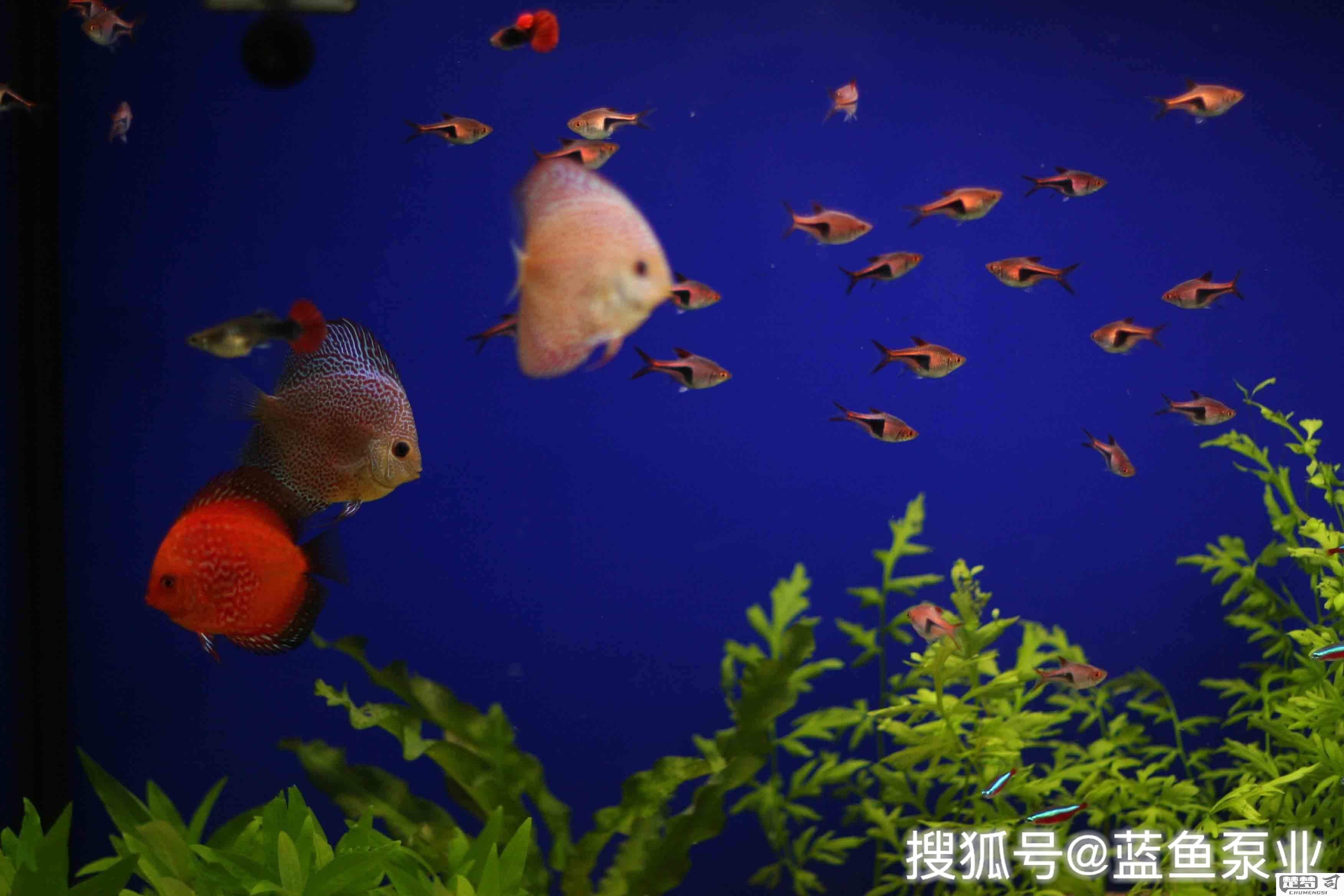 鱼缸多少升水怎么算？详细计算公式与步骤解析
