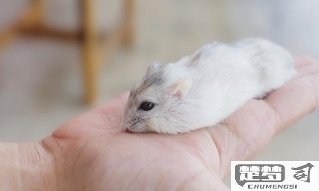 仓鼠发抖是怎么回事？原因分析与应对措施