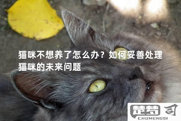 不想养猫了怎么处理？负责任的方法与步骤详解