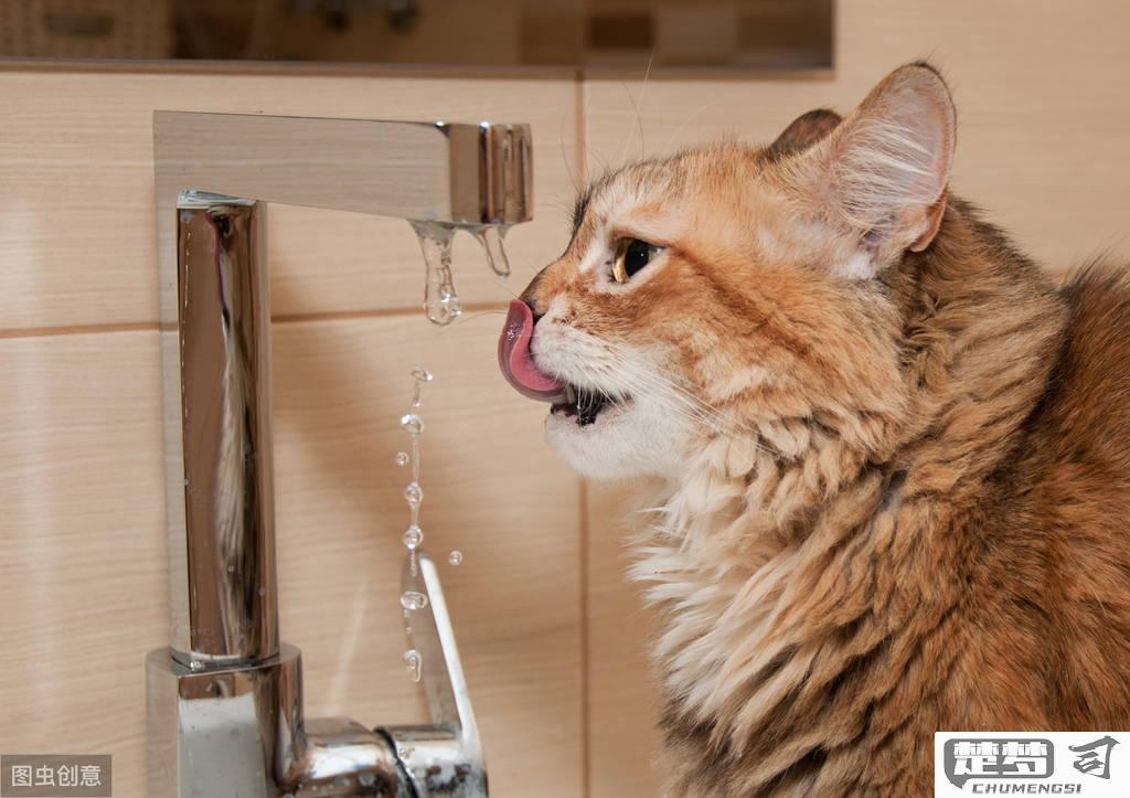 猫咪不爱喝水怎么办？实用解决方案与健康风险解析